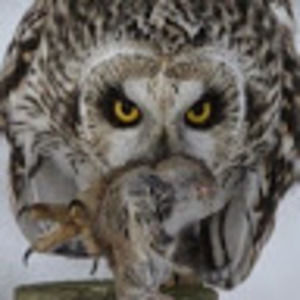 Meet your Posher, Jakoda